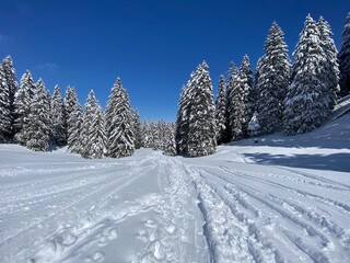 Wonderful winter hiking trails and traces on the slopes of the Alpstein mountain range and in the fresh alpine snow cover of the Swiss Alps, Nesslau - Obertoggenburg, Switzerland (Schweiz)