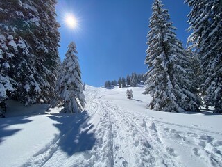 Wonderful winter hiking trails and traces on the slopes of the Alpstein mountain range and in the fresh alpine snow cover of the Swiss Alps, Nesslau - Obertoggenburg, Switzerland (Schweiz)