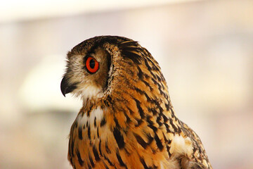 フクロウのように見えるワシミミズク