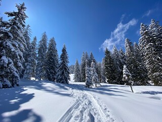 Wonderful winter hiking trails and traces on the slopes of the Alpstein mountain range and in the fresh alpine snow cover of the Swiss Alps, Nesslau - Obertoggenburg, Switzerland (Schweiz)