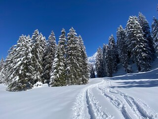 Obraz premium Wonderful winter hiking trails and traces on the slopes of the Alpstein mountain range and in the fresh alpine snow cover of the Swiss Alps, Nesslau - Obertoggenburg, Switzerland (Schweiz)