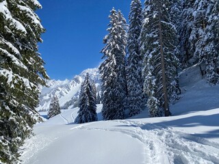 Wonderful winter hiking trails and traces on the slopes of the Alpstein mountain range and in the fresh alpine snow cover of the Swiss Alps, Nesslau - Obertoggenburg, Switzerland (Schweiz)