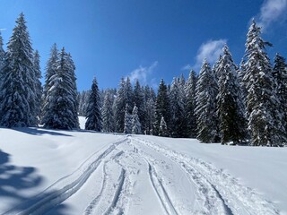 Fototapeta premium Wonderful winter hiking trails and traces on the slopes of the Alpstein mountain range and in the fresh alpine snow cover of the Swiss Alps, Nesslau - Obertoggenburg, Switzerland (Schweiz)