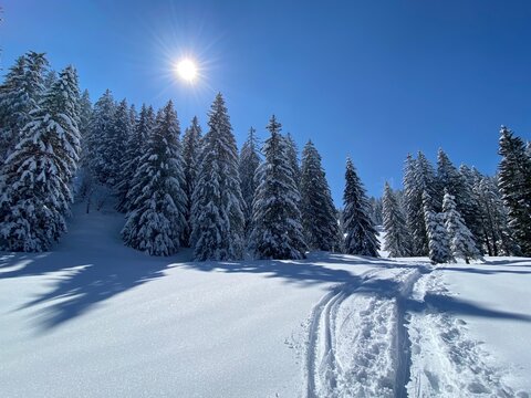 Wonderful winter hiking trails and traces on the slopes of the Alpstein mountain range and in the fresh alpine snow cover of the Swiss Alps, Nesslau - Obertoggenburg, Switzerland (Schweiz)