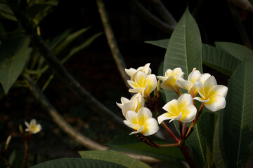 Plumeria flowers are white flowers in the middle of yellow. In the frangipani garden, taken in the morning