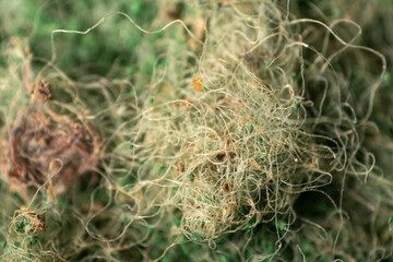 Abstract Matted Fibers Swampy Woods Old Dirty Sponge Macro