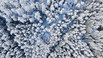 Top view of tall fir trees in winter background. Motion. Beautiful view of the snow-capped firs in the forest. The deep cold winter