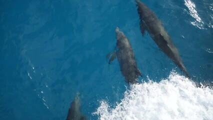 Spotted dolphins ride in the wave of a ship, slow motion shot 120fps 