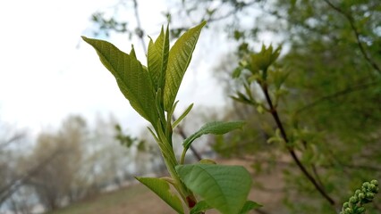 A willow leaf is blooming. There are young green leaves on a thin branch. Nature comes to life in...