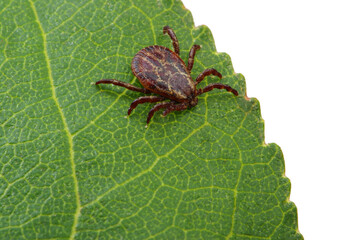 Tick insect sitting on a green leaf