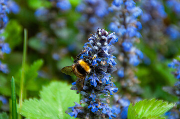 Hummel Blume
