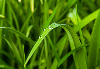 Wassertropfen Gras
