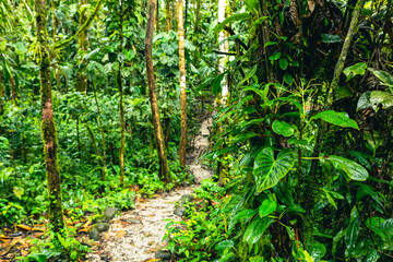 Fototapeta na wymiar Ecuador Tropical Rainforest. Hiking trail in Amazon Cloud Forest. Jungle path to Hola Vida Waterfall. Puyo, Ecuador. South America.
