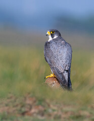 Peregrine falcon Bird Photo Wallpaper