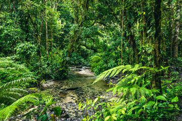 Ecuador Tropical Rainforest. Hiking trail in Amazon Cloud Forest. Jungle path to Hola Vida Waterfall. Puyo, Ecuador. South America.