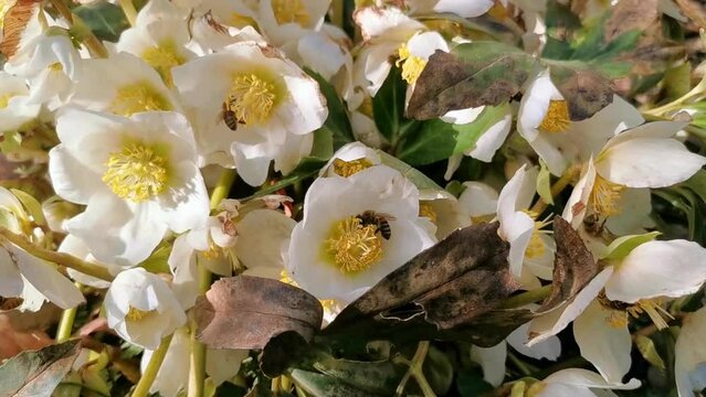 Many bees (apis) pollinating a christmas rose (helleborus). Yellow and white blossoms. Chemnitz, Germany.