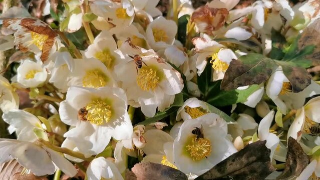 Many bees (apis) pollinating a christmas rose (helleborus). Yellow and white blossoms. Chemnitz, Germany.