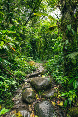 Ecuador Tropical Rainforest. Hiking trail in Amazon Cloud Forest. Jungle path to Hola Vida Waterfall. Puyo, Ecuador. South America.