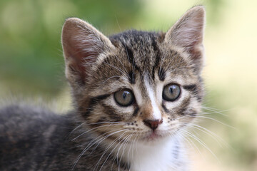 close up portrait of a kitten