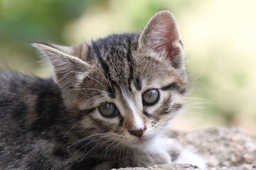 close up portrait of a kitten