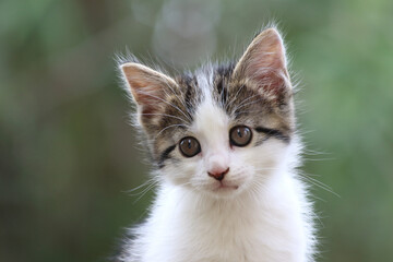 close up portrait of a kitten
