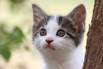 close up portrait of a kitten