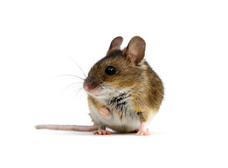 Mouse isolated on white