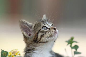 close up portrait of a kitten