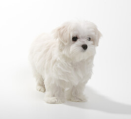 Puppy Maltese lapdog isolated on white