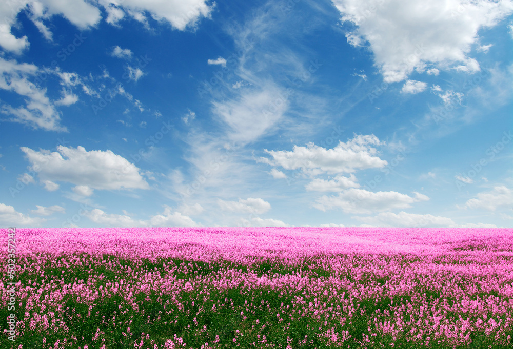 Wall mural spring flower field