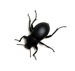 black beetle on white