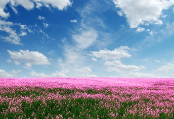 Rolgordijnen Lente bloemen veld © Alekss