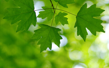 Green leaves background