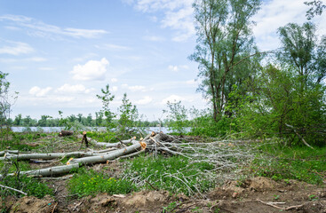 Fototapeta na wymiar View of felled trees in the forest.