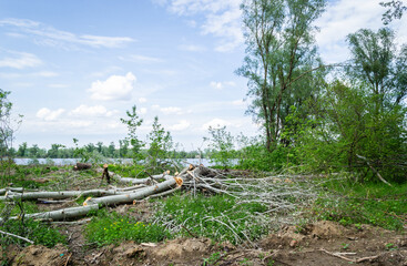 View of felled trees in the forest.