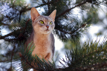 Blue abyssinian cat on the pine-tree