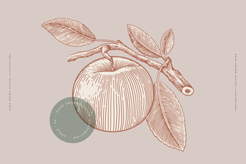 Hand-drawn apple. Fruit on a branch with leaves in engraving style. The concept of organic food. Design elements for markets, shops, cafes, restaurants, and packaging. Vector botanical illustrations.