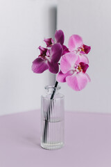 Beautiful violet orchid flowers in a vase on pastel purple background.
