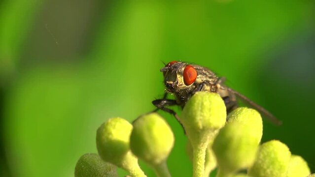 Extreme close up of a flesh fly resting on an ivy flower
