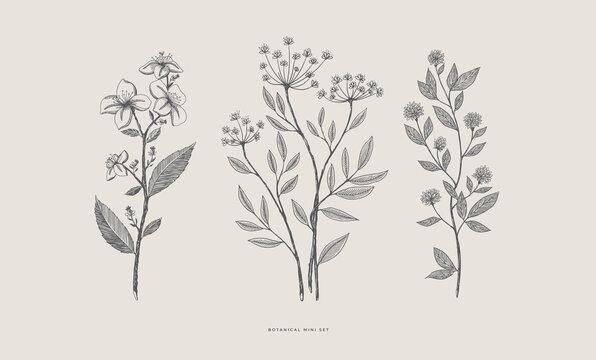 Set of hand-drawn forest decorative and herbs, vector illustration. Botanical retro image for a floral background. Design element for postcard, poster, cover, invitation.