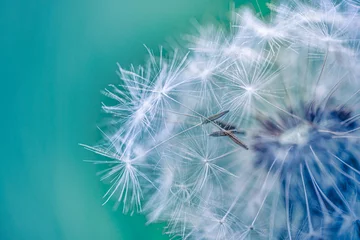 Foto auf Leinwand Closeup of dandelion with blurred background, artistic nature closeup. Spring summer meadow field banner. Beautiful relaxing macro photo, sunny spring summer nature flora. Artistic natural texture © icemanphotos
