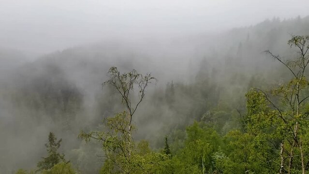 The fog drowned mystical valley of Schwarzwassertal in saxonian Ore Mountains. The mist moves through a large spruce and birch forest. Pan shot.