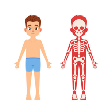 Anatomy, Medicine Science for Children Concept. Cute Boy Skeleton, Human Body Systems Educational Anatomy Infographics