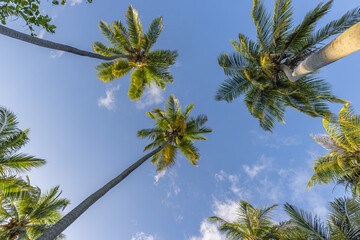 Beautiful cloudy sky landscape and green palm leaves. Low point of view, palm trees tropical forest...