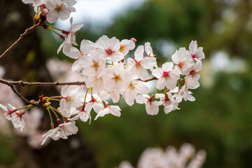 ピンク色の桜の花