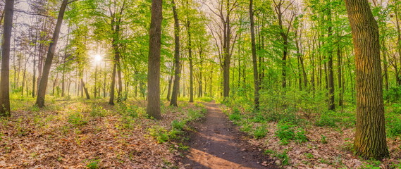Beautiful forest path panorama with bright sun shining through the trees. Peaceful view of the green spring forest. Fresh foliage in woods in nature with beautiful pathway, sun rays. Nature freedom