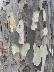 Casca de &aacute;rvore