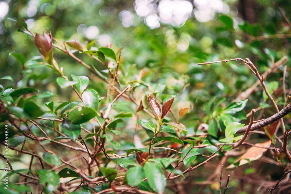 Canvas Prints wild strawberry plant