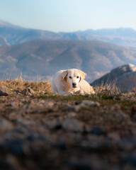 White shepherd dog resting on the grass in the sun looking at the camera.