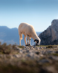 Lone sheep grazing on a high mountain.